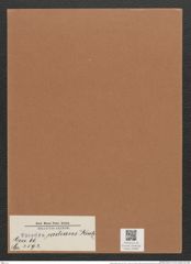 Synedra radians Kuetz. (de-Toni-Nr.: Genus 66, Species 2592) Zeichnungen Sammlung Grunow Mappe 02809 (Herbarium_W_Grunow_drawings_Folder_02809)